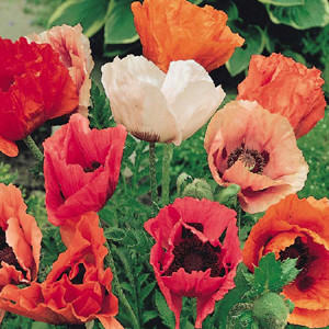 Oriental Poppy Pizzicato