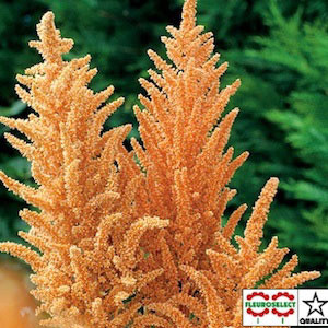 Hot Biscuits Amaranthus Seeds