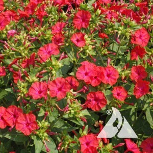 Four O'Clocks, Red Wildflower