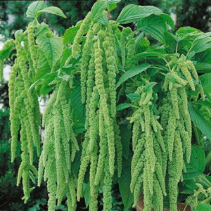 Emerald Tassels Amaranthus