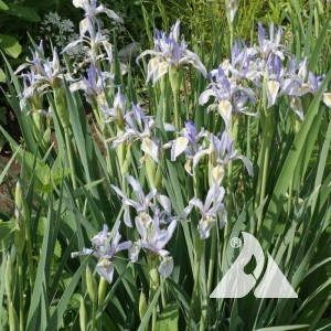 Iris, Wild Blue Wildflower