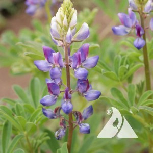 Lupine, Arroyo Wildflower
