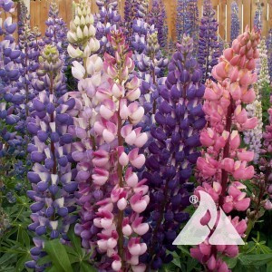 Lupine, Russel Wildflower
