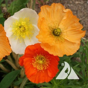 Poppy, Iceland Wildflower