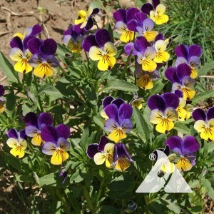 Viola, Johnny Jump Up Wildflower