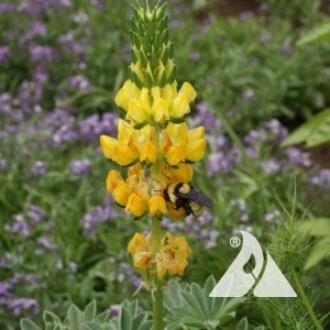 Yellow Lupine Wildflower