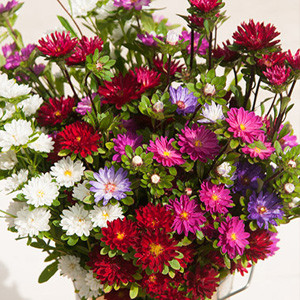 Serenade Aster Mix Seeds