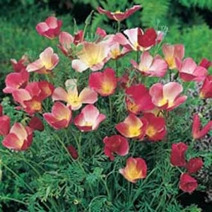 California Poppy Carmen King