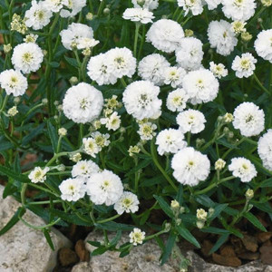 ACHILLEA NOBELESSA WHITE YARROW