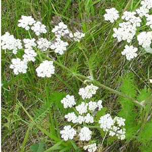 Caraway Herb