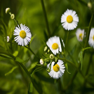 Chamomile German