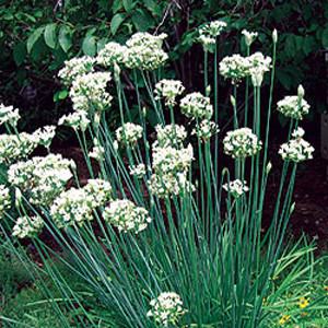 Garlic Chives