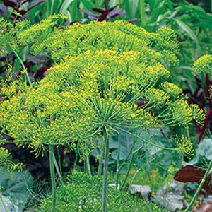 Bouquet Dill