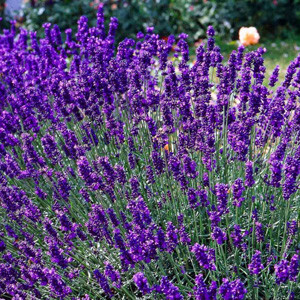Hidcote Blue English Lavender