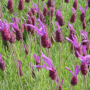 Purple Ribbon Lavender