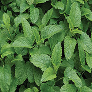 Lemon Balm