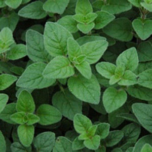 Common Oregano