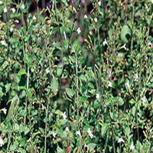 Common Spearmint Herb