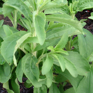 Stevia Herb