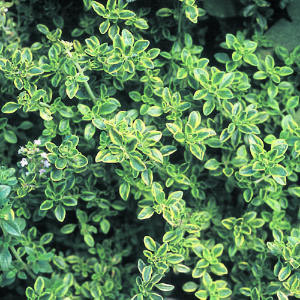 Thyme Herb