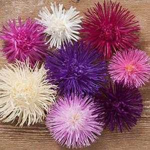 Valkyrie Aster Mix Seeds