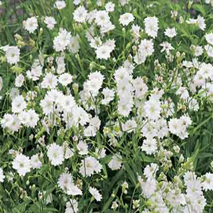 Gypsy White Baby's Breath Seeds-Gypsophila