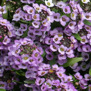 ALYSSUM GOLF LAVENDER