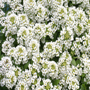 ALYSSUM GOLF PURE WHITE
