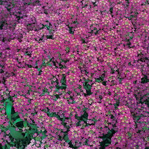 ALYSSUM GOLF ROSE