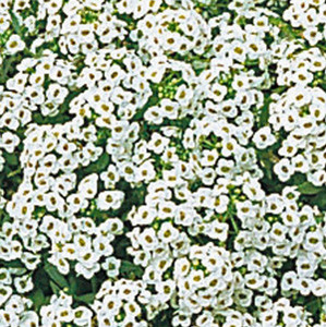 ALYSSUM SNOW CRYSTALS