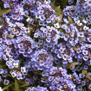 ALYSSUM WONDERLAND BLUE