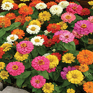 ZINNIA THUMBELINA MIX