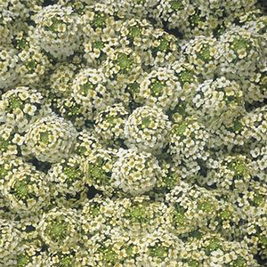 ALYSSUM WONDERLAND CITRON