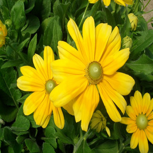 Prairie Sun Rudbeckia