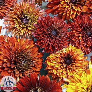 Cherokee Sunset Mix Rudbeckia