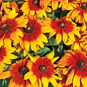 Cappuccino Rudbeckia