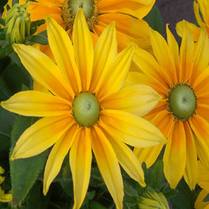 Irish Eyes Rudbeckia