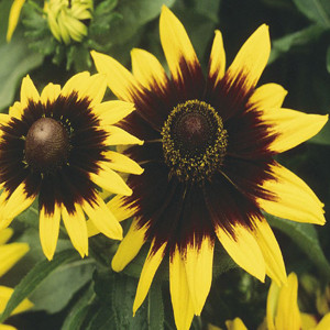 Sonora Rudbeckia