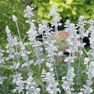 Evolution White Salvia Mealy-Cup Sage
