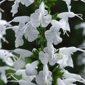 Summer Jewell White Salvia