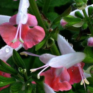 Hummingbird Coral Nymph Salvia