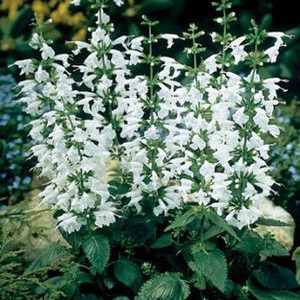 Hummingbird Snow Nymph Salvia