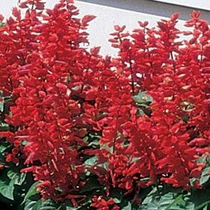 Flare Red Salvia