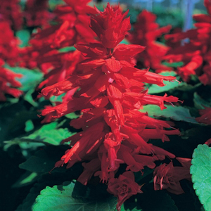 Sizzler Red Salvia