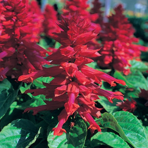 Sizzler Burgundy Salvia