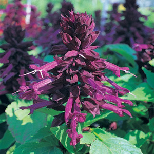 Sizzler Purple Salvia