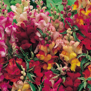 Frosted Flames Snapdragon