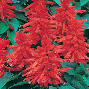 Sahara Red Salvia