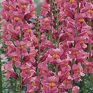 Rocket Cherry Snapdragon
