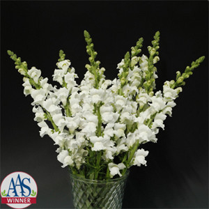 Rocket White Snapdragon